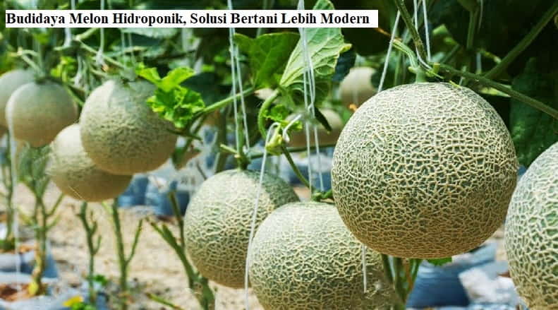 Budidaya Melon Hidroponik, Solusi Bertani Lebih Modern