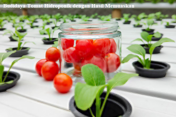 Tomat Hidroponik