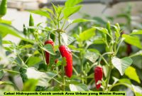 Cabai Hidroponik Cocok untuk Area Urban yang Minim Ruang Cabai Hidroponik