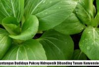 Keuntungan Budidaya Pakcoy Hidroponik Dibanding Tanam Biasa Pakcoy Hidroponik