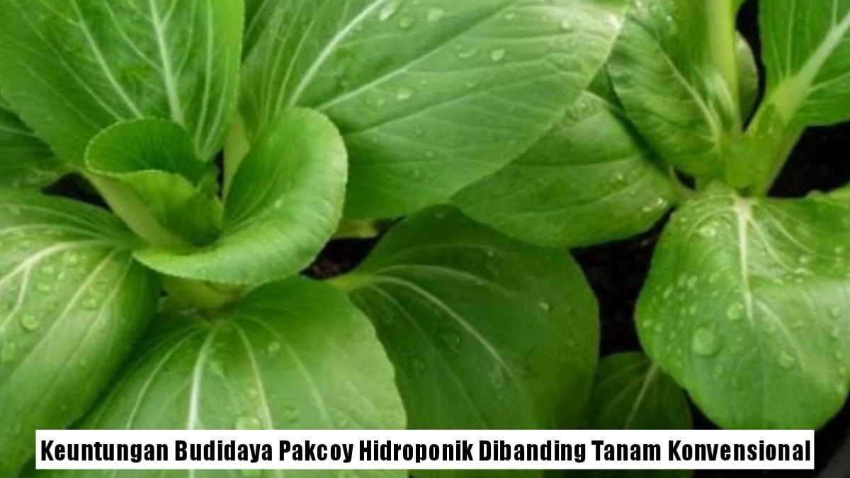 Pakcoy Hidroponik