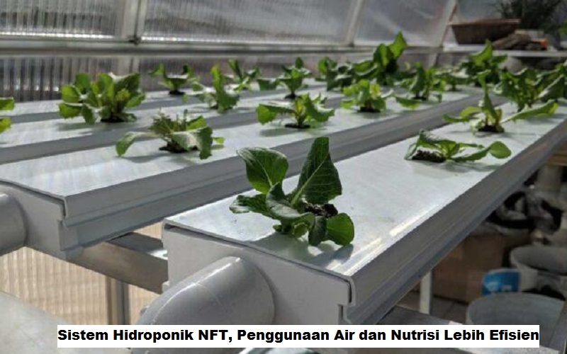 Sistem Hidroponik NFT