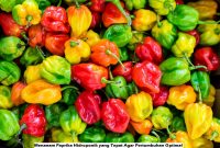 Menanam Paprika Hidroponik yang Tepat Agar Pertumbuhan Optimal Menanam Paprika Hidroponik
