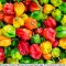 Menanam Paprika Hidroponik