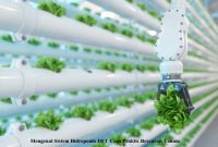 Mengenal Sistem Hidroponik DFT Cara Praktis Bercocok Tanam Sistem Hidroponik DFT