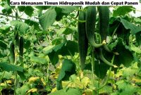 Cara Menanam Timun Hidroponik Mudah dan Cepat Panen Cara Menanam Timun Hidroponik Mudah dan Cepat Panen