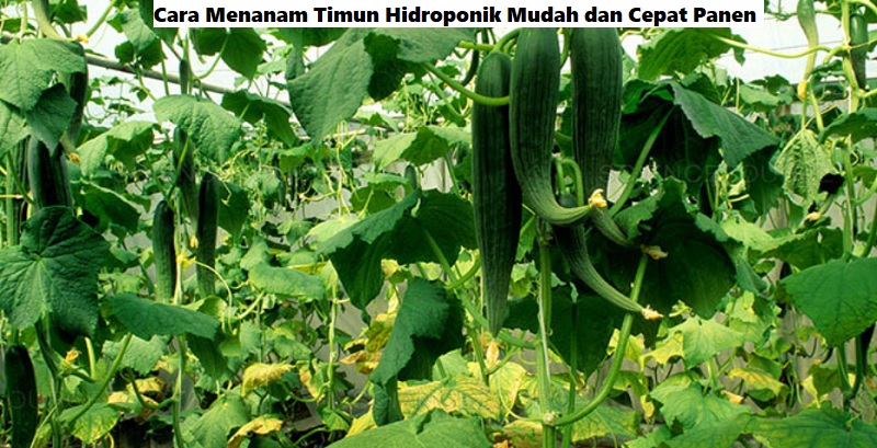 Cara Menanam Timun Hidroponik Mudah dan Cepat Panen