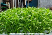 Panduan Budidaya Kangkung Hidroponik dengan Sistem Wick Budidaya Kangkung Hidroponik