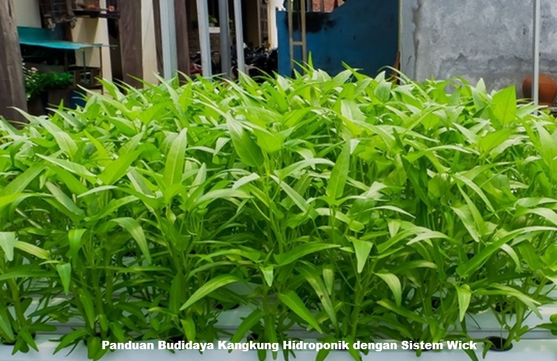 Budidaya Kangkung Hidroponik