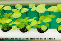 Panduan Menanam Bayam Hidroponik di Rumah Menanam Bayam Hidroponik