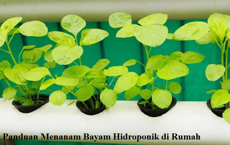 bayam hidroponik
