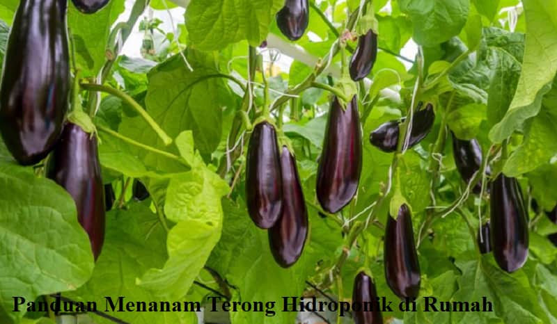 terong hidroponik