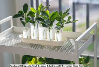 Panduan Hidroponik Jeruk Sebagai Solusi Inovatif Pertanian Masa Kini Panduan Hidroponik Jeruk Sebagai Solusi Inovatif Pertanian Masa Kini