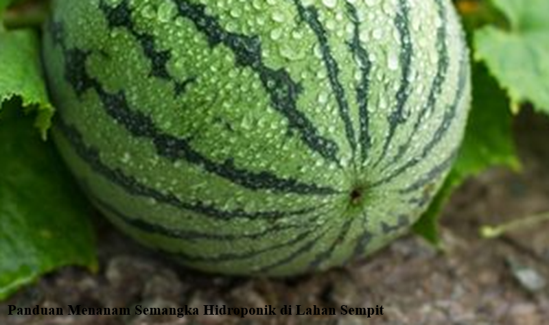 semangka hidroponik