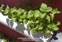 Panduan Menanam Tanaman Herbal Hidroponik bagi Pemula tanaman herbal hidroponik