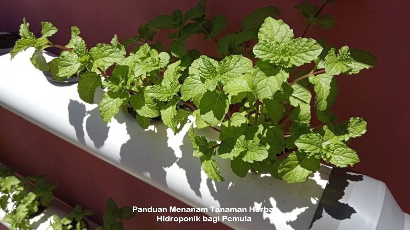 tanaman herbal hidroponik