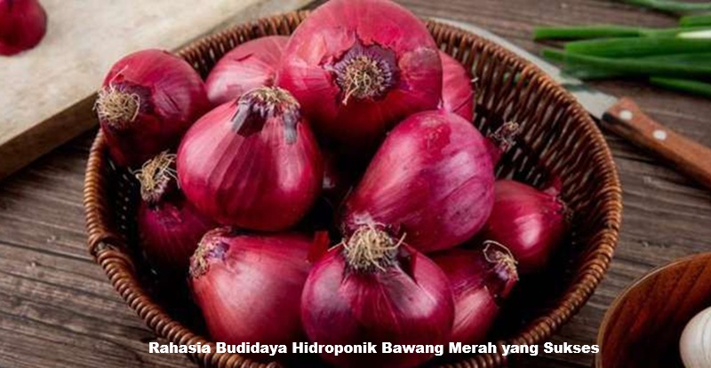 Hidroponik Bawang Merah