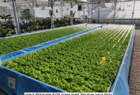 Sistem Hidroponik Rakit Apung untuk Menanam Sayur Daun Sistem Hidroponik Rakit Apung untuk Menanam Sayur Daun