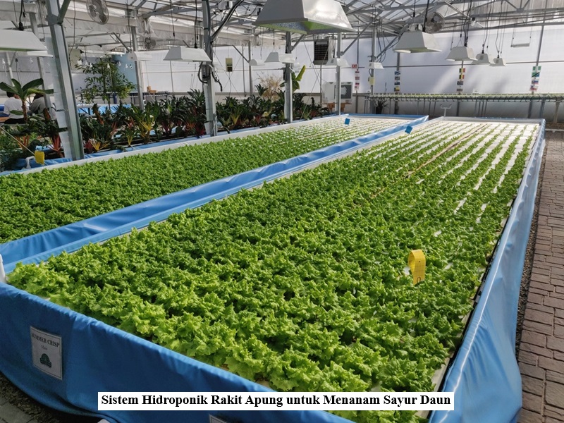 Sistem Hidroponik Rakit Apung untuk Menanam Sayur Daun