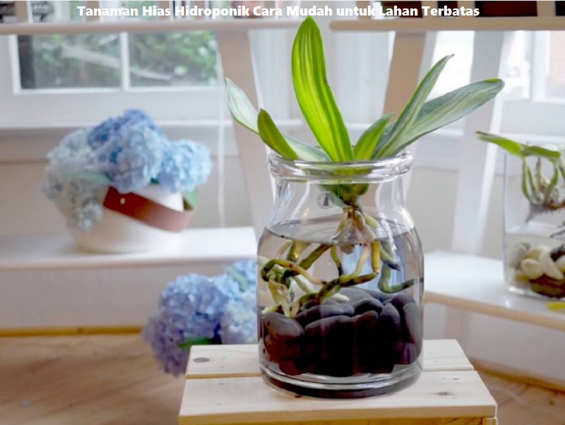 Tanaman Hias Hidroponik Cara Mudah untuk Lahan Terbatas
